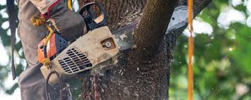 How Our Tree Care Process Works  in  Charles City, IA